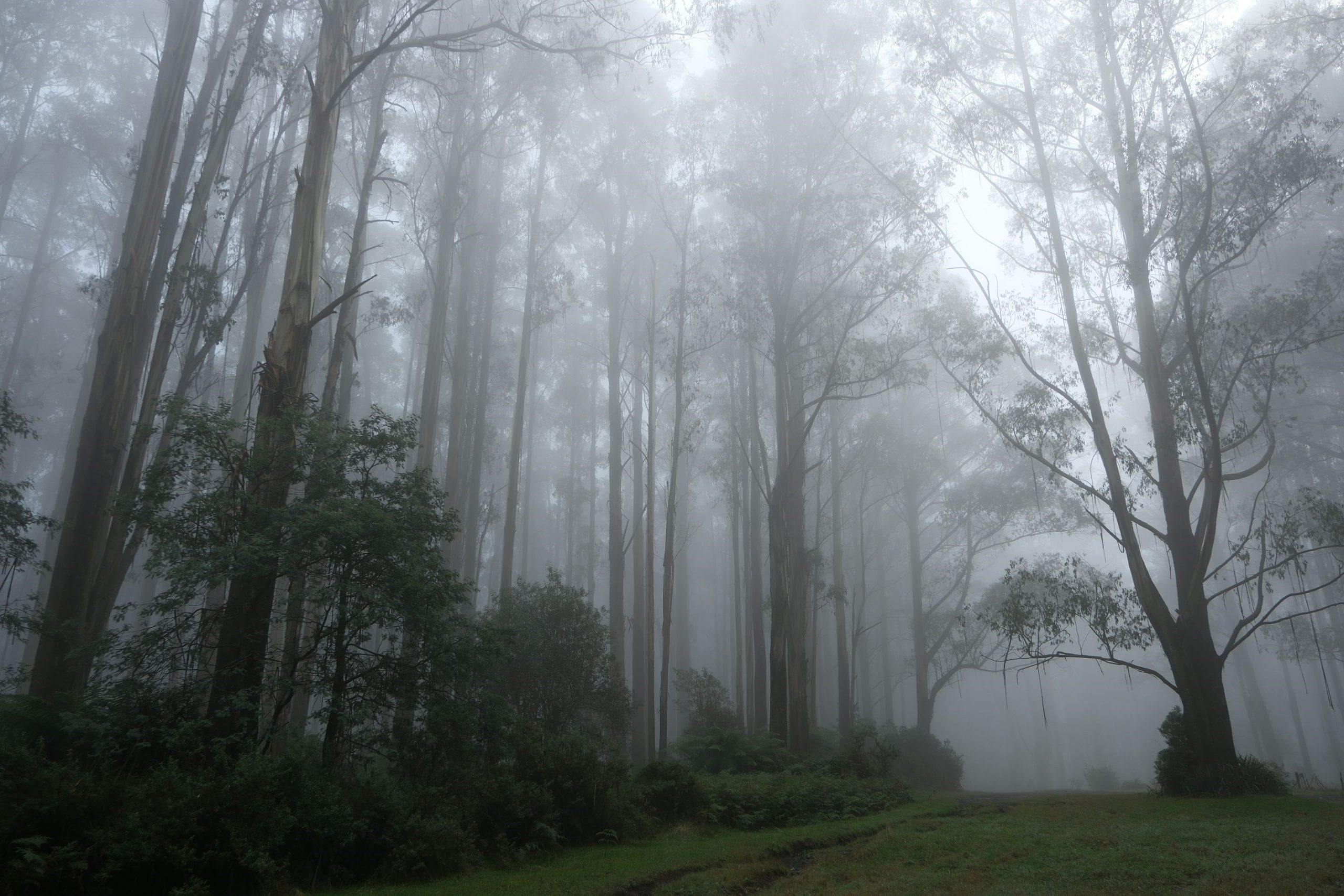 Hutan Hitam Madagascar: Tempat Hewan Langka dan Flora Purba Bertahan ...